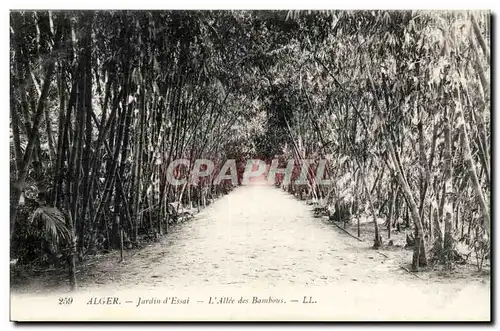 Algerie Alger Ansichtskarte AK JArdin d&#39essai L&#39allee des bmabous