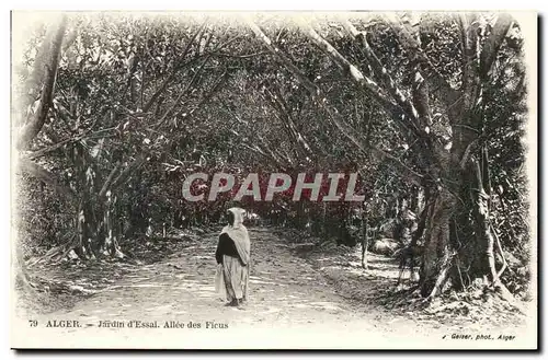 Algerie Alger Cartes postales JArdin d&#39essai Allee des Ficus