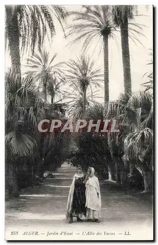 Algerie Alger Cartes postales Jardin d&#39essaie L&#39allee des Yuccas