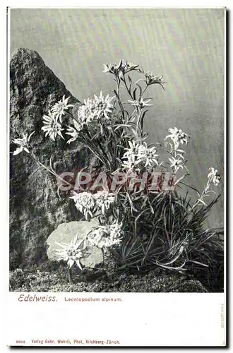 Suisse Cartes postales Edelweiss Leontopodium alpinum