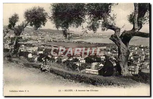 Alger Cartes postales A travers les oliviers