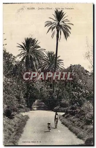 Alger Cartes postales Jardin d&#39essai Allee des palmiers