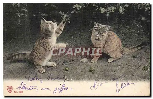 Cartes postales Fantaisie Chats Cats