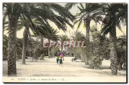 Tunisie Tunis Cartes postales Jardin Avenue de Paris