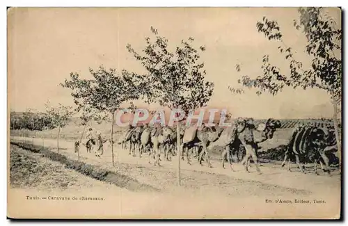 Tunisie Tunis Ansichtskarte AK Caravane de chameaux (camel)