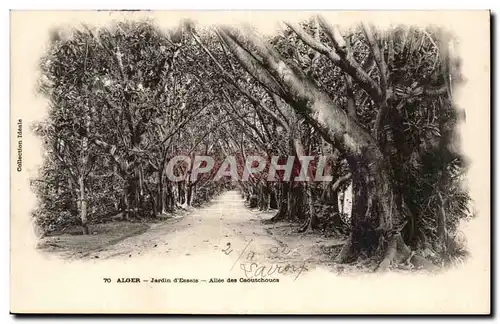 Algerie Alger Cartes postales Jardins d&#39essais Allee des caoutchoucs