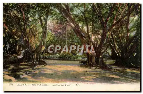 Algerie Alger Ansichtskarte AK Jardin d&#39essai L&#39allee des ficus (tree arbre)