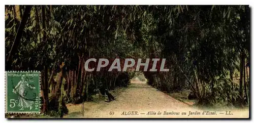 Algerie Alger Ansichtskarte AK Alee de bambous au jardin d&#39essai (bamboo)