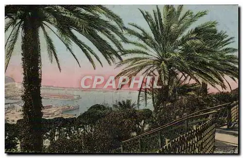 Algerie Oran Cartes postales Palmiers