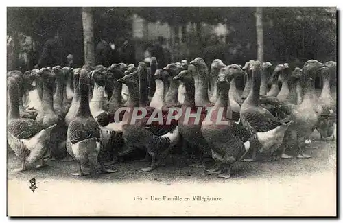 Ansichtskarte AK Une famille en villegiature (elevage oies)