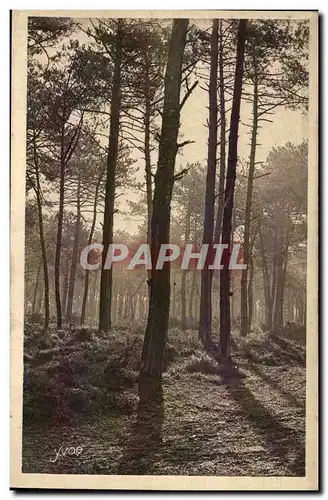 Cartes postales Les Landes de Gascogne Matin d&#39automne