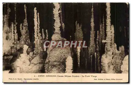 Aven Armand - Causse Mejean - La Foret Vierge - Ansichtskarte AK