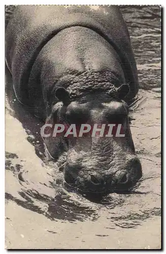 Paris Vincennes Cartes postales Parc zoologique Hippopotame