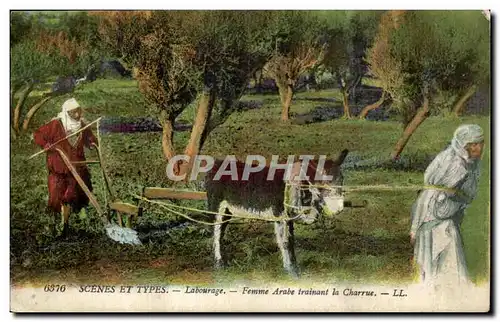 Algerie Cartes postales Scenes et types Labourage Femme arabe tirant la charrue (ane donkey)