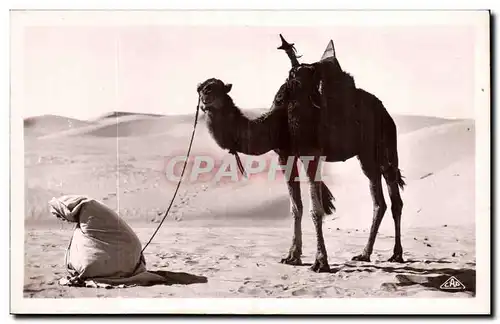 Algerie Ansichtskarte AK Scenes et types La priere du desert (chameau camel)