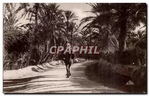 Algerie Cartes postales Scenes et types Route dans l&#39oasis