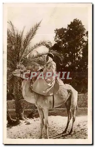 Algerie Cartes postales Scenes et types Un beau mehariste (chameau camel)