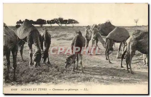 Algerie Cartes postales Scenes et types Chameaux au paturage (camel)