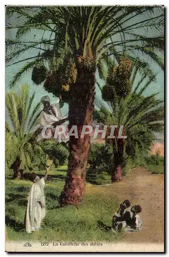 Algerie Cartes postales Scenes et types Ceuillette des dates