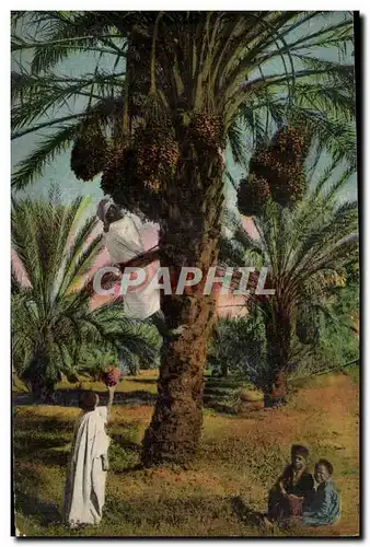 Algerie Cartes postales Scenes et types Cueillette des dates