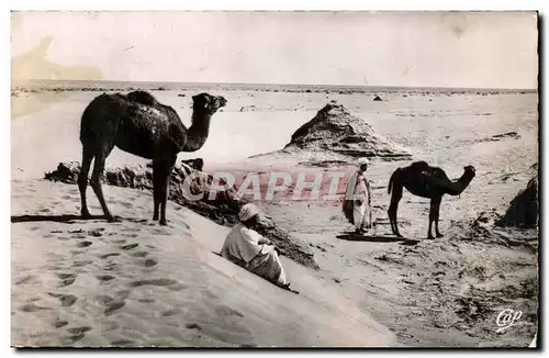 Algerie Ansichtskarte AK Scenes et types Paysage saharien au desert