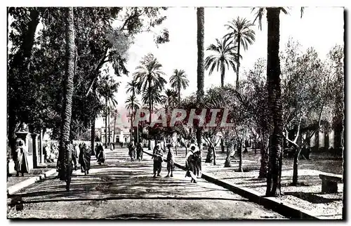 Algerie Laghouat Cartes postales Place des olives et l'eglise