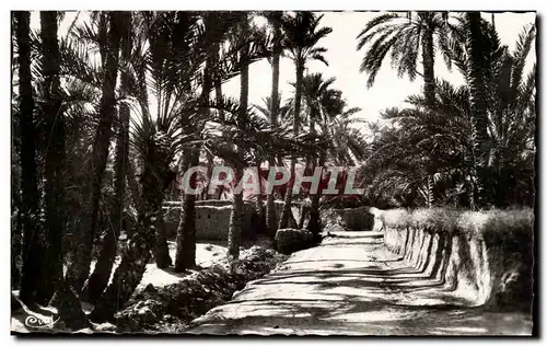 Algerie Biskra Cartes postales Constantine Dans la palmeraie