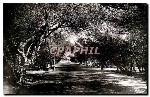 Algerie Biskra Cartes postales Constantine Les allees Crouzet