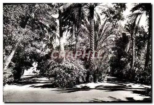 Algerie Biskra Ansichtskarte AK Constantine JArdin