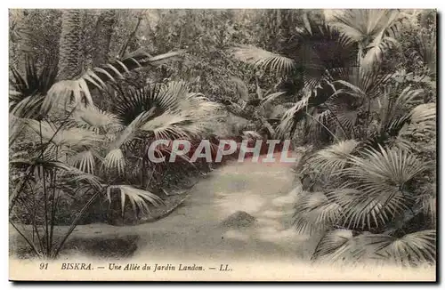 Algerie Biskra Ansichtskarte AK Constantine Une allee du jardin Landon