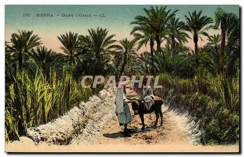 Algerie Biskra Constantine Cartes postales Dans l&#39oasis (ane donkey)