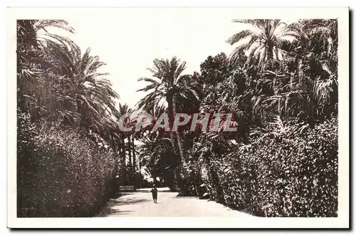 Algerie Biskra Cartes postales Jardin Landon Allee de palmiers