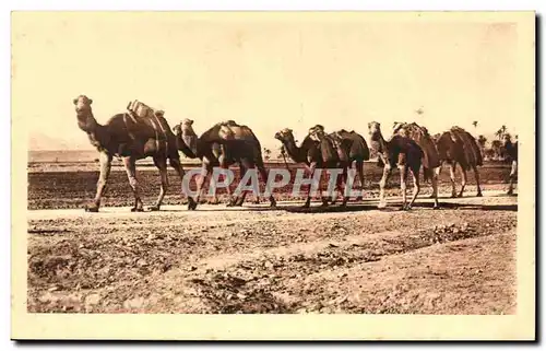 Algerie Constantine Cartes postales Une caravane Env de Biskra