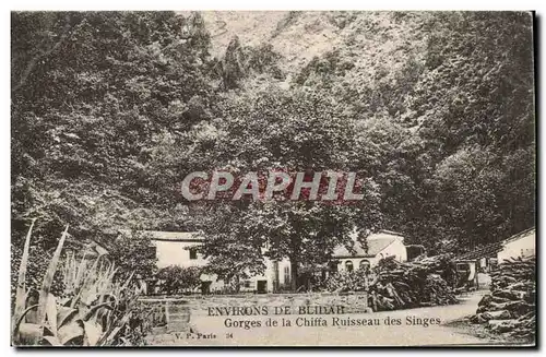 Algerie Cartes postales Environs de Blida Gorges de la Chiffa Ruisseau des singes