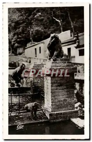 Algerie Ansichtskarte AK Blida Gorges de la Chiffa a l&#39hotel du ruisseau des singes (monkey)