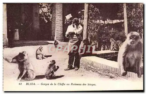 Algerie Cartes postales Blida Gorges de la Chiffa au ruisseau des singes (monkey)