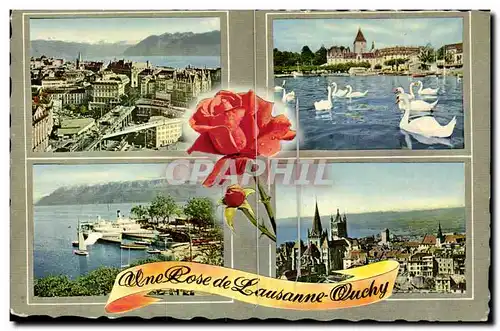 Suisse - Schweiz - Une Rose de lausanne Ouchy - Cartes postales