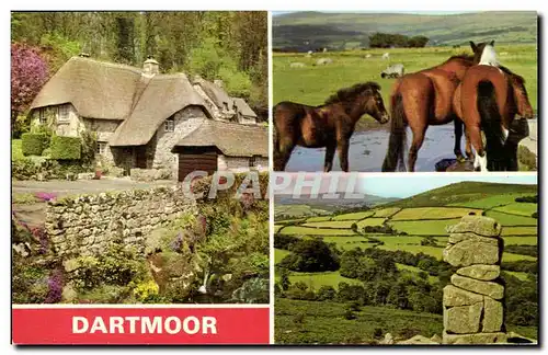 Grande Bretagne Cartes postales moderne Dartmoor (cheval horse)