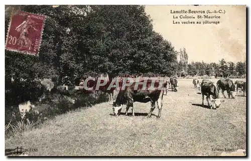 Lamotte Beuvron Ansichtskarte AK La colonie St maurice Les vaches au paturage