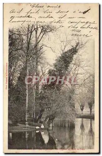 Coulommiers - Les Cygnes au Bord de l&#39eau - Cartes postales