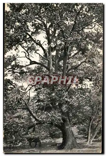 Fontainebleau Ansichtskarte AK Foret (arbre tree)