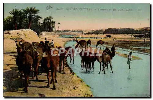 Afrique - Algerie - Africa - Algeria - Scene et Types - Troupeau de Chameaux - Ansichtskarte AK