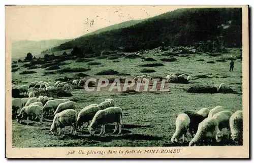 Font Romeu Cartes postales Un paturage dans la foret (moutons)