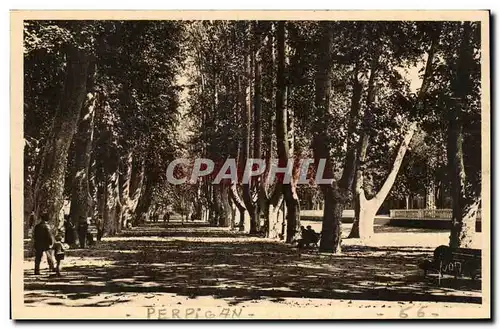 Perpignan Cartes postales Les Platanes