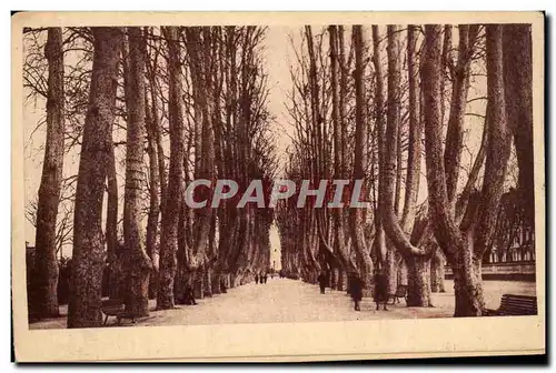 Perpignan Cartes postales Les platanes