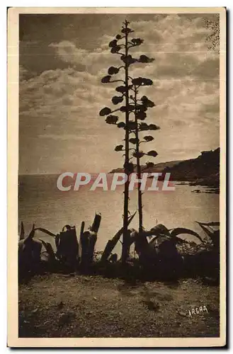 Banyuls sur Mer - Aoes en fleur - Cartes postales