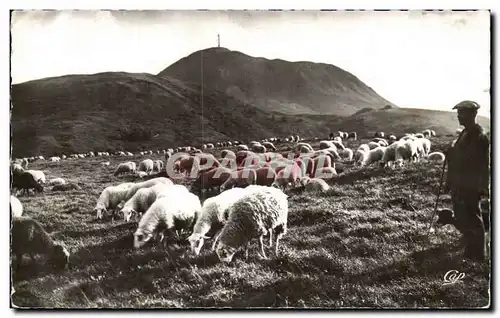 Pastorale - Pied du Puy de Dome - - mouton - sheep - Ansichtskarte AK