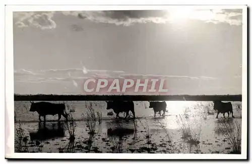 Cartes postales Camargue Vaches