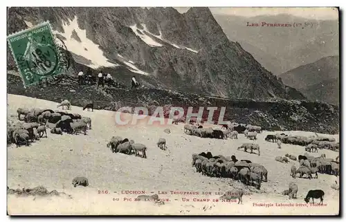 Luchon - Herds on the Height with the Peak - a Snowfield - sheep - Cartes postales�