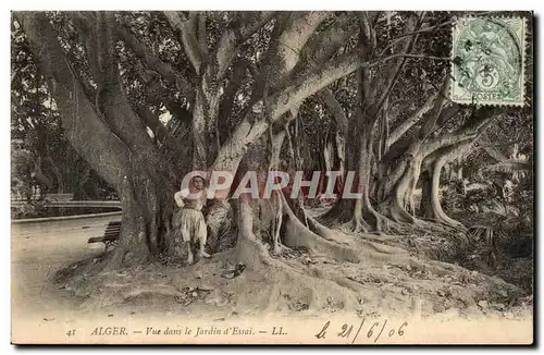 Algerie Alger Ansichtskarte AK Vue dans le jardin d&#39essai (arbre tree)